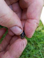 Acilius semisulcatus