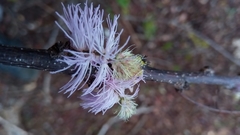 Dichrostachys akataensis