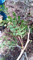 Dichrostachys akataensis