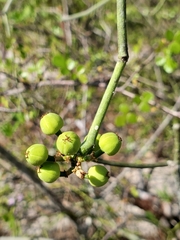 Euphorbia boinensis