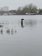 Phalacrocorax carbo