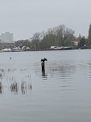 Phalacrocorax carbo