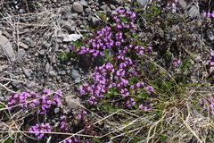 Thymus evenkiensis