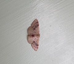 Idaea degeneraria