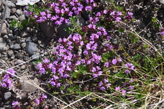 Thymus evenkiensis