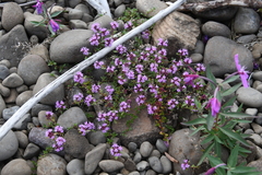 Thymus evenkiensis
