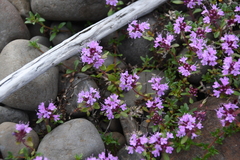Thymus evenkiensis