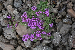 Thymus extremus