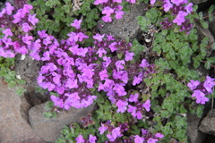 Thymus extremus