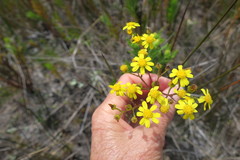 Senecio subcanescens