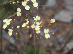 Stylidium luteum