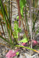 Senecio subcanescens
