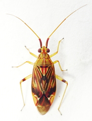 Pseudopantilius