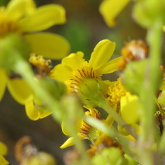 Senecio subcanescens