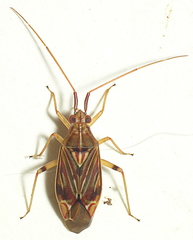 Pseudopantilius