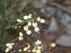 Stylidium luteum