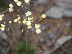 Stylidium luteum