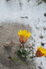 Arctotis angustifolia