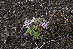 Thymus extremus