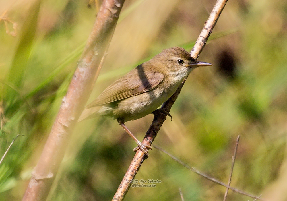 iNaturalist.org. А. Яковлев, Шемуршинский р-н Чувашия, июль 2012