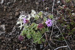 Thymus extremus