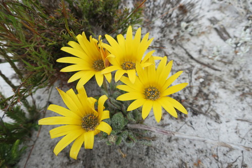 Image of Arctotis angustifolia by (c) Diana Studer, some rights reserved (CC BY)