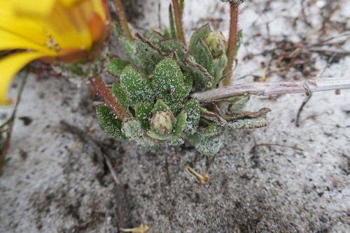 Image of Arctotis angustifolia by (c) Diana Studer, some rights reserved (CC BY)