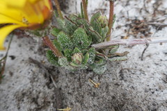 Arctotis angustifolia