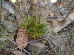 Stylidium luteum