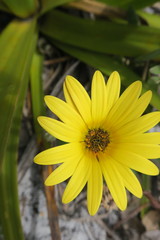 Arctotis angustifolia