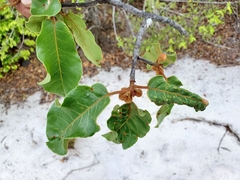 Capurodendron