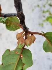 Capurodendron