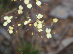 Stylidium luteum