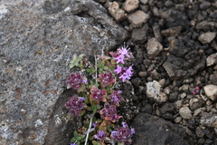 Thymus extremus
