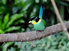 Psarisomus dalhousiae