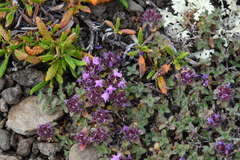 Thymus extremus