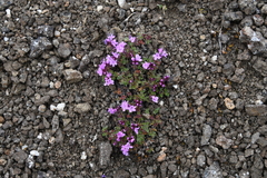 Thymus extremus