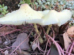 Leucocoprinus birnbaumii image
