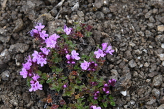 Thymus extremus