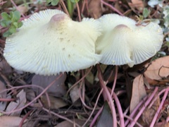Leucocoprinus birnbaumii image