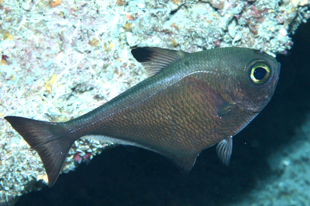 Dusky Sweeper