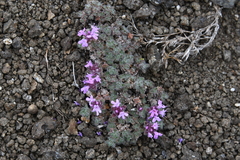 Thymus extremus