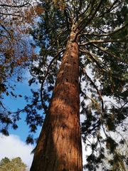 Sequoiadendron