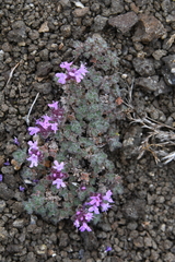 Thymus extremus