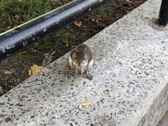 Sciurus carolinensis