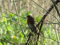 Erithacus rubecula