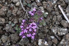 Thymus extremus