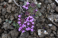 Thymus extremus