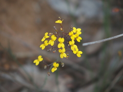 Stylidium luteum