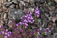 Thymus extremus